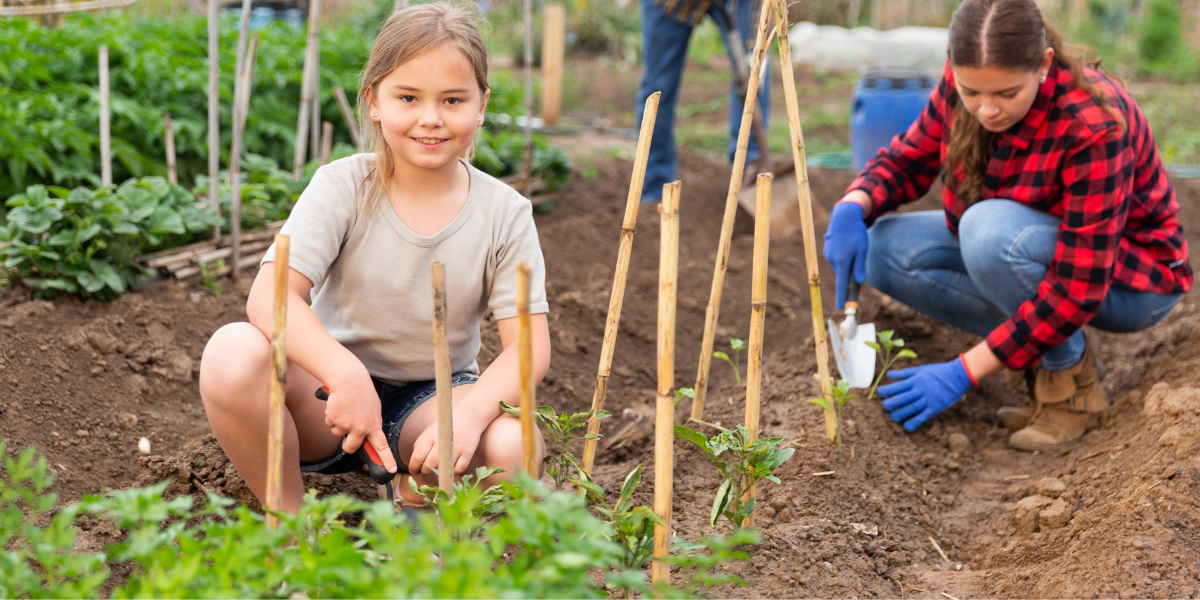 Planting broad beans